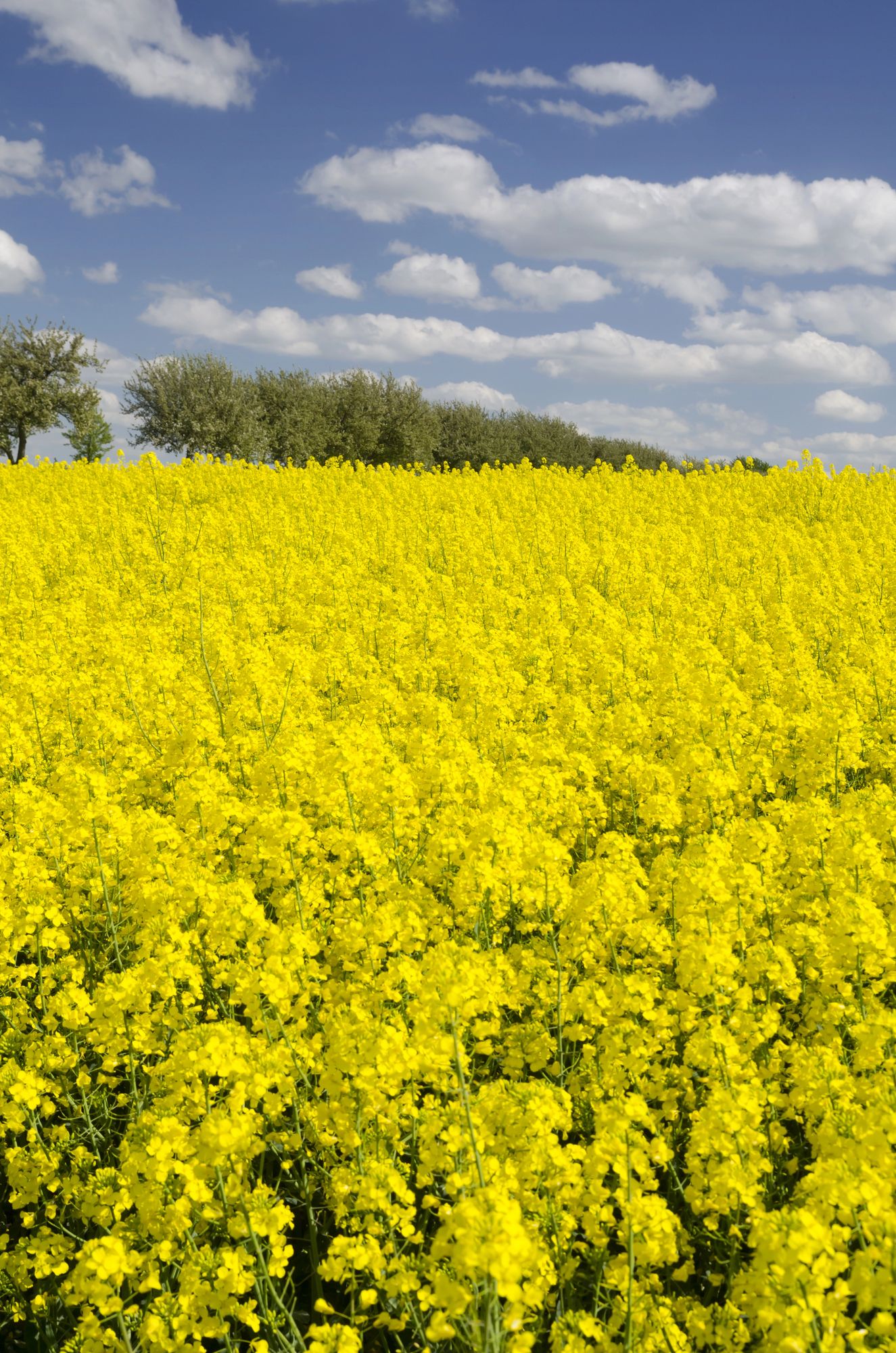 Canola FIeld